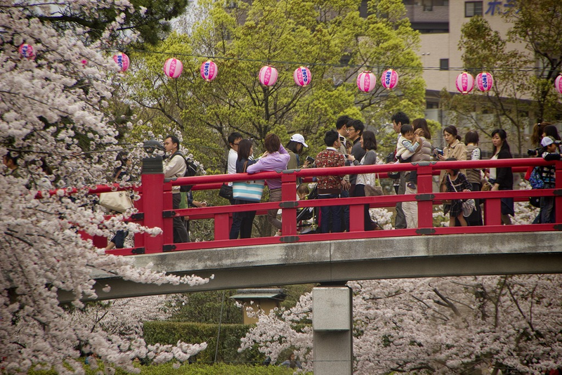 Illustration for article titled Random Walk Around My Place #2: Sakura Edition